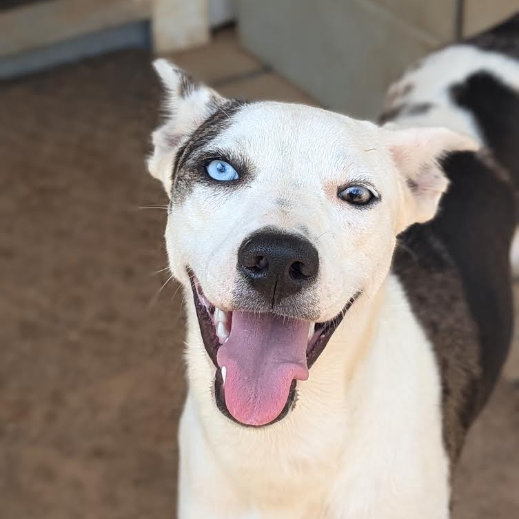 Dog for adoption Jubilee, a Catahoula Leopard Dog & Coonhound Mix in