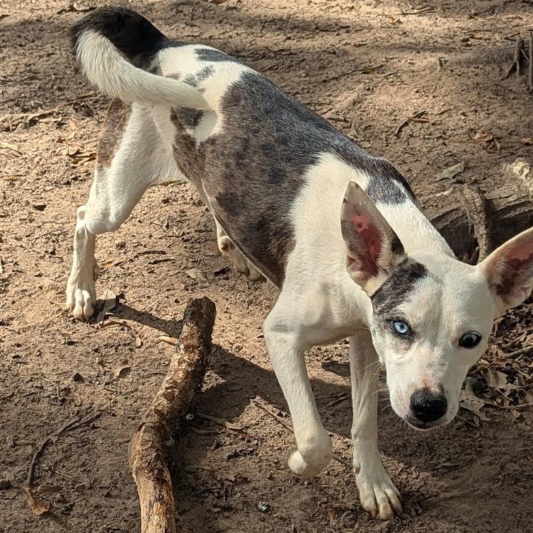 Dog for adoption Jubilee, a Catahoula Leopard Dog & Coonhound Mix in