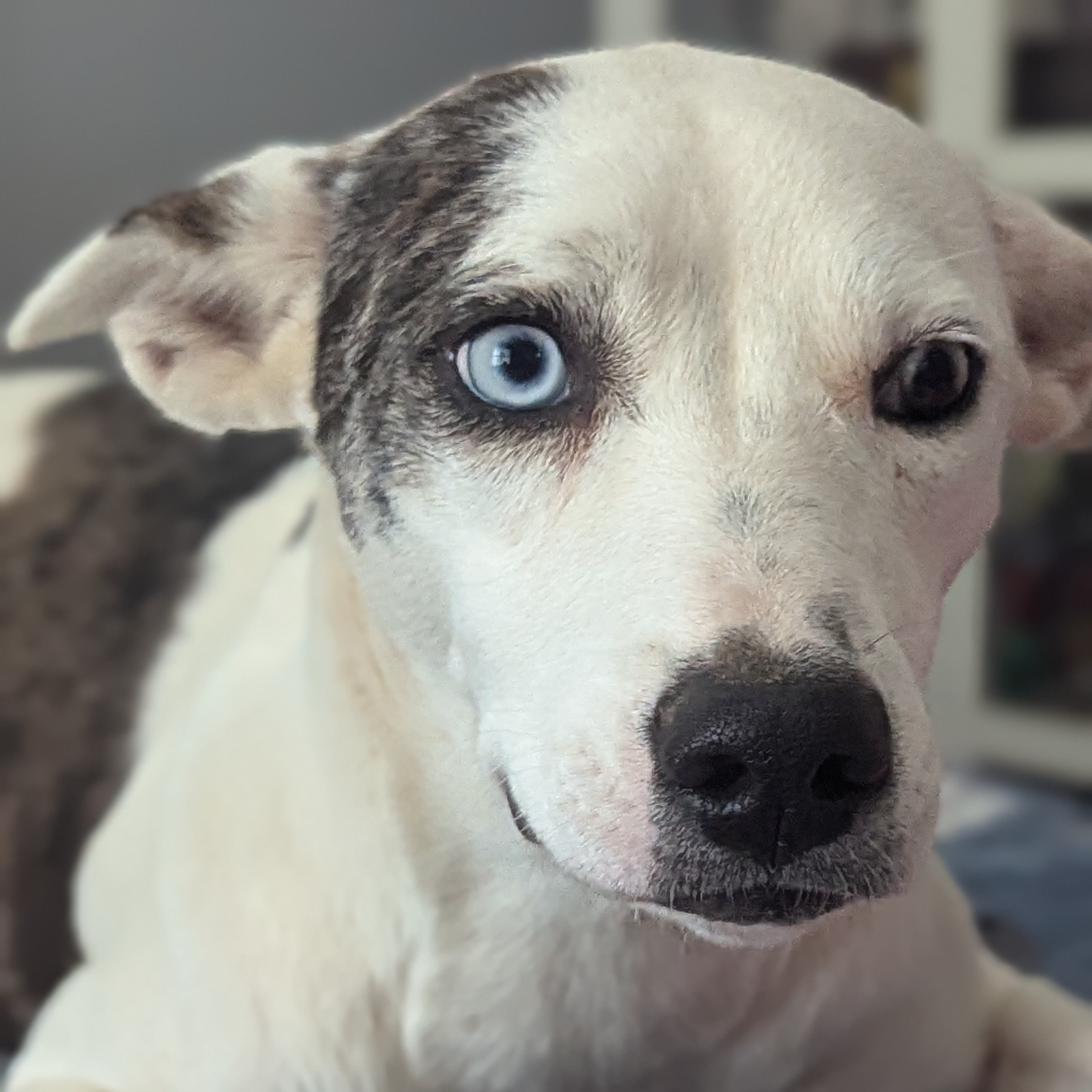 Dog for adoption Jubilee, a Catahoula Leopard Dog & Coonhound Mix in