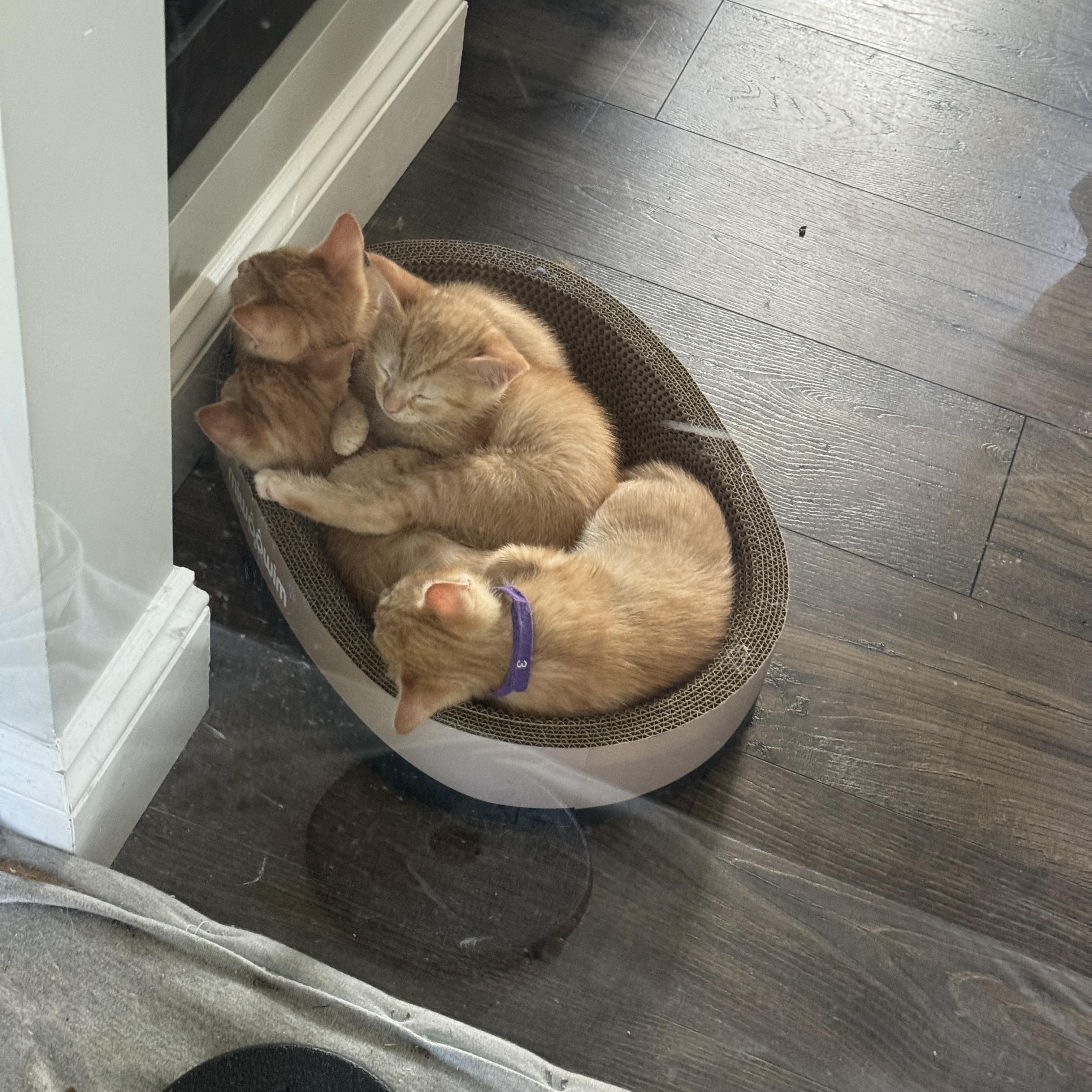 Sparky & Torch, an adopted American Shorthair in Manchester, CT image 2/4