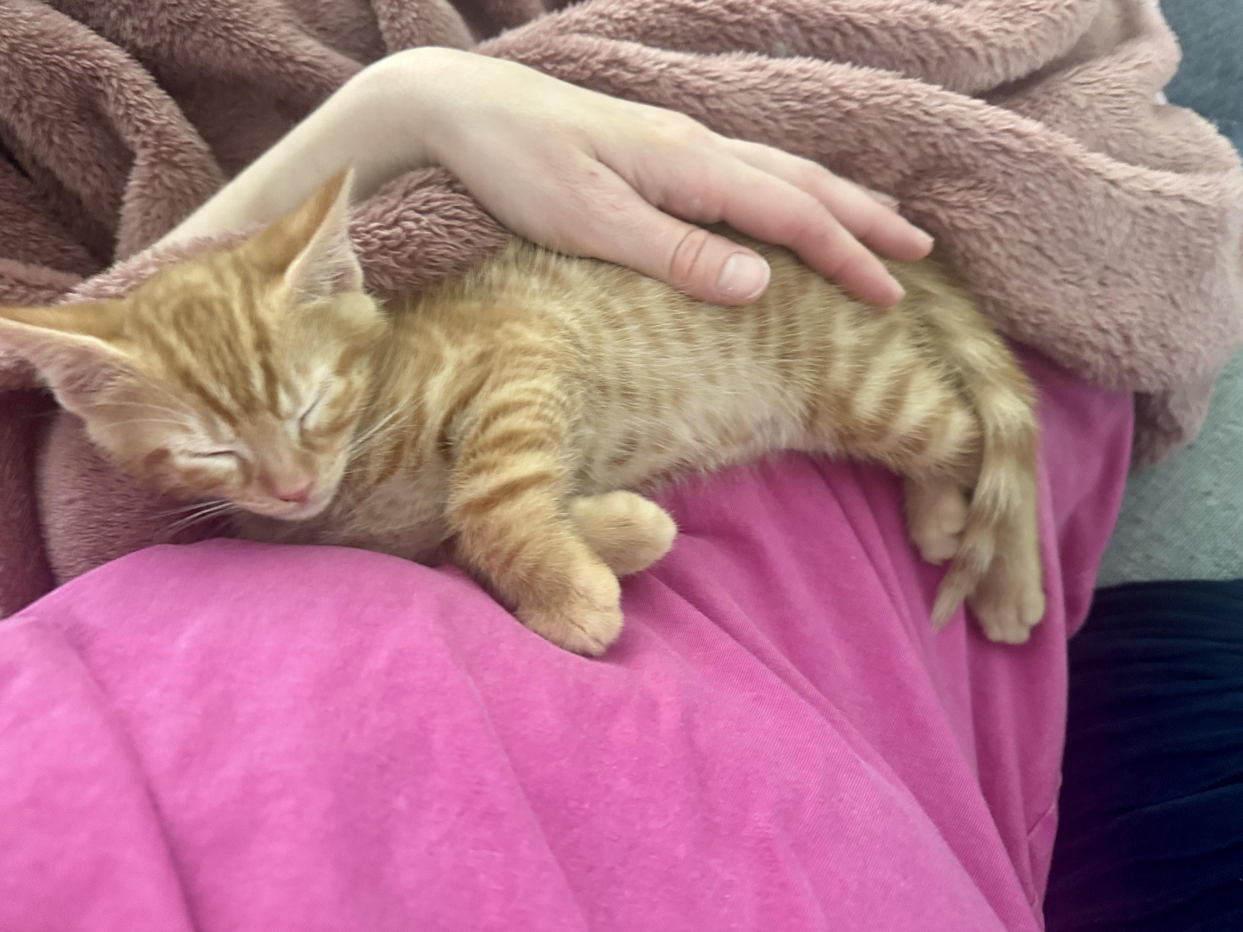 Sparky & Torch, an adopted American Shorthair in Manchester, CT image 4/4