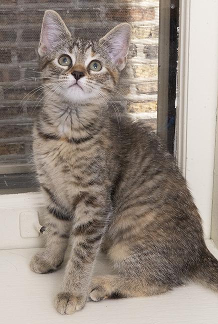 Doppel and Mimi, Adoptable, Kitten Female Domestic Short Hair.