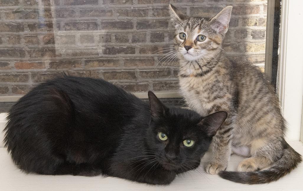 Doppel and Mimi, a Adoptable Domestic Short Hair in Chicago, IL image 2/6