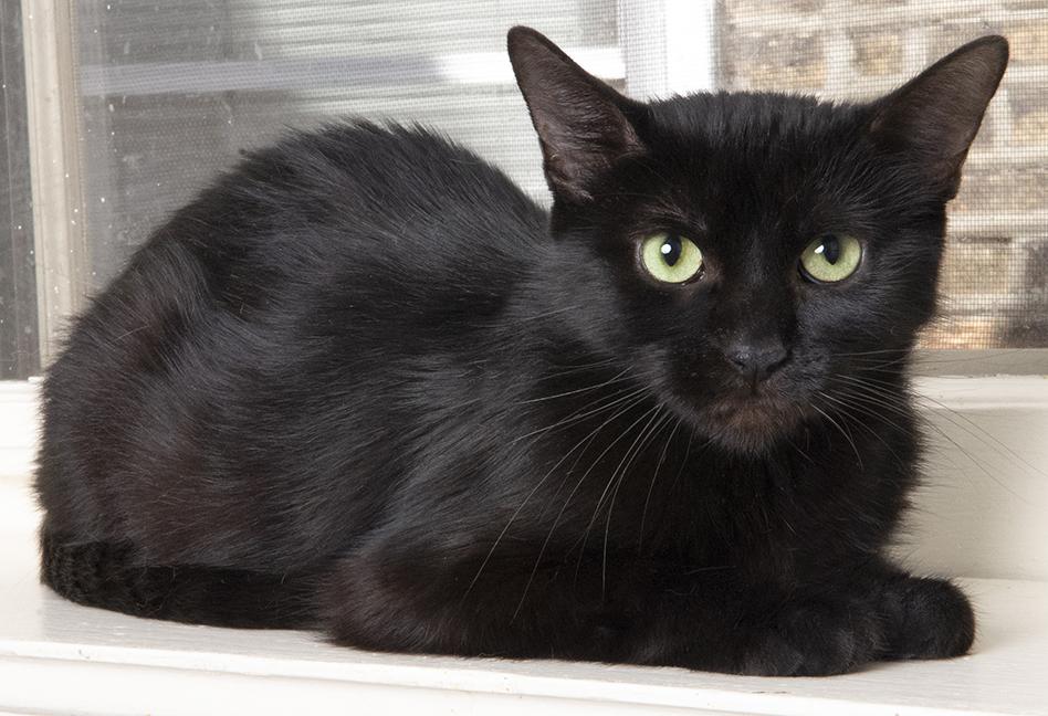 Doppel and Mimi, a Adoptable Domestic Short Hair in Chicago, IL image 3/6