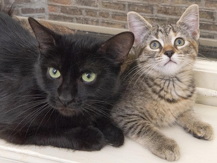 Doppel and Mimi, a Adoptable Domestic Short Hair in Chicago, IL image 4/6
