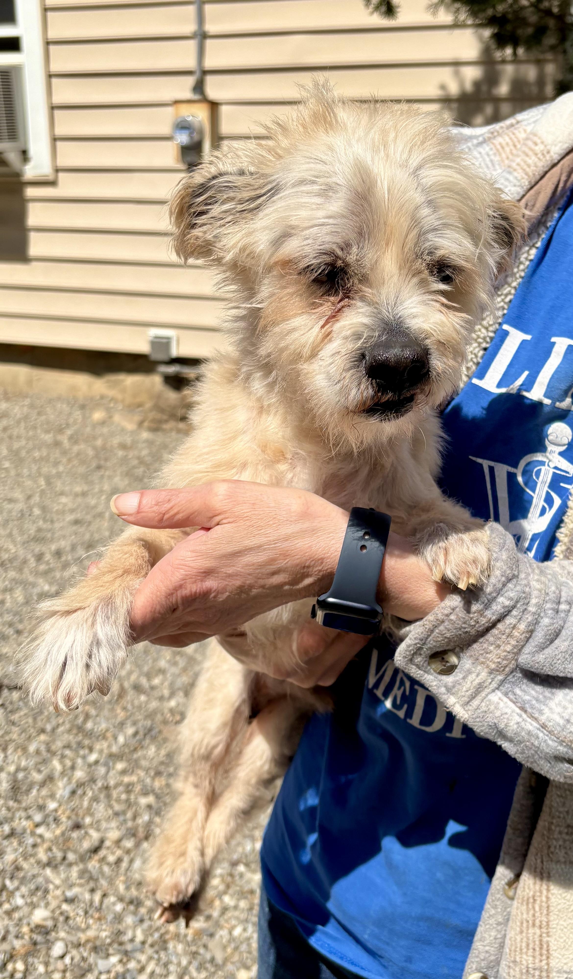 Crouton, ADOPTABLE, Senior Male Cairn Terrier.