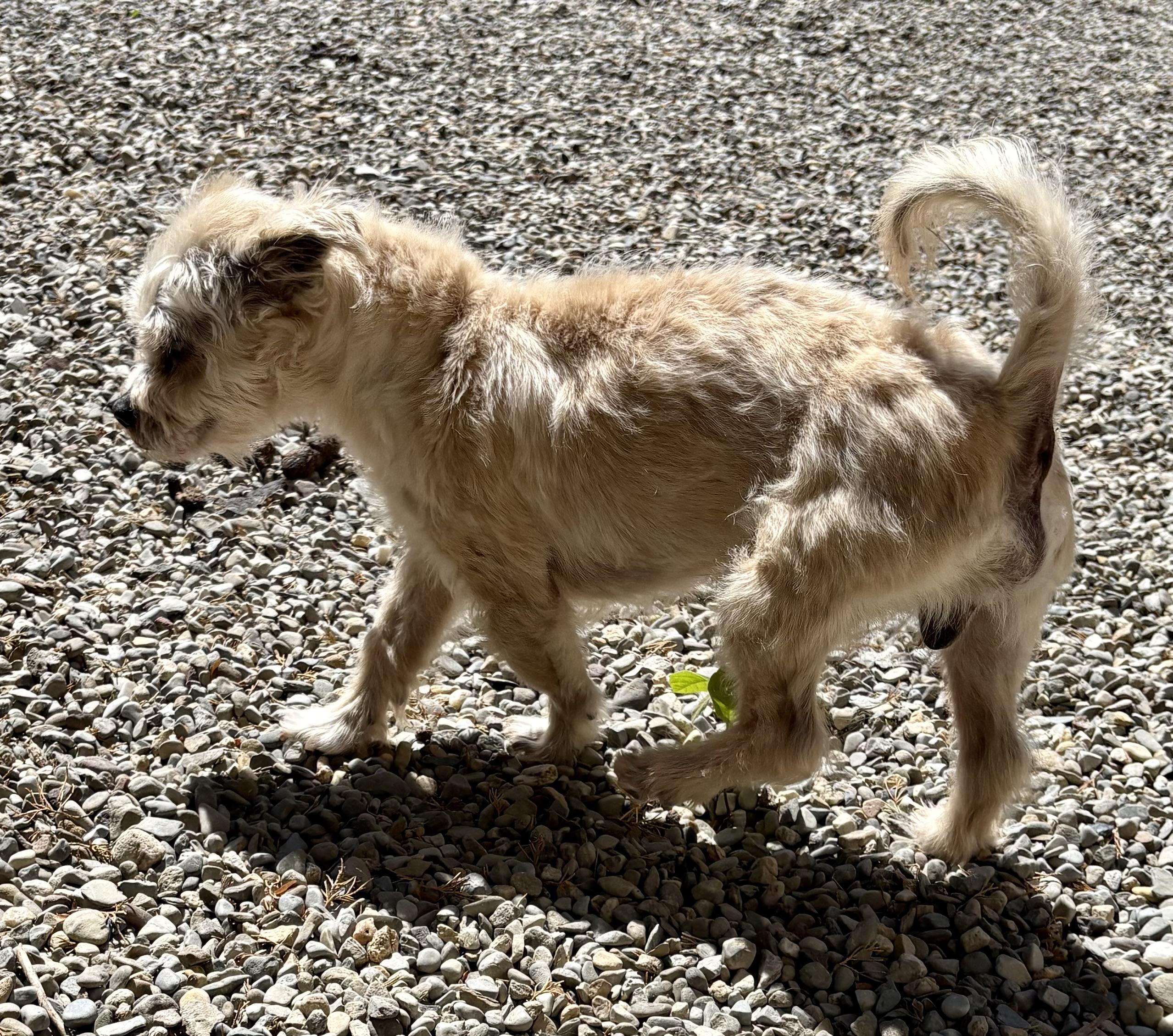 Enlarge Crouton, a ADOPTABLE mixed breed in Warren, NJ image 2/5