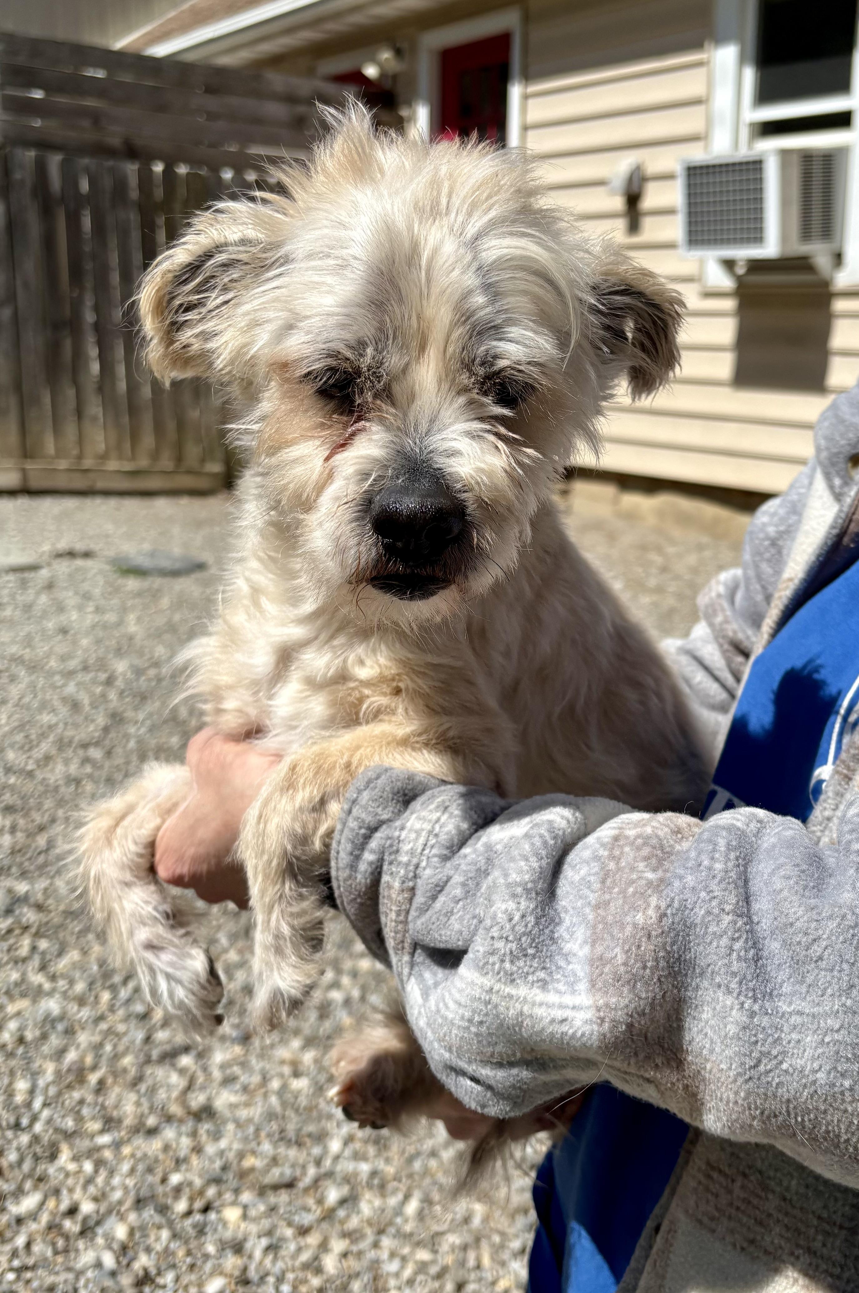 Enlarge Crouton, a ADOPTABLE mixed breed in Warren, NJ image 3/5