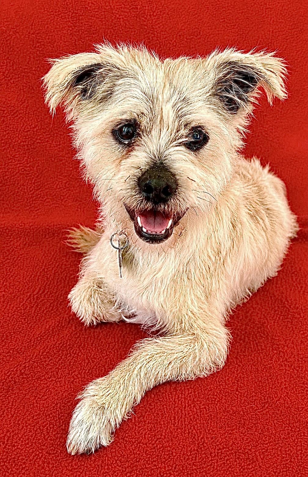 Crouton, ADOPTABLE, Senior Male Cairn Terrier.