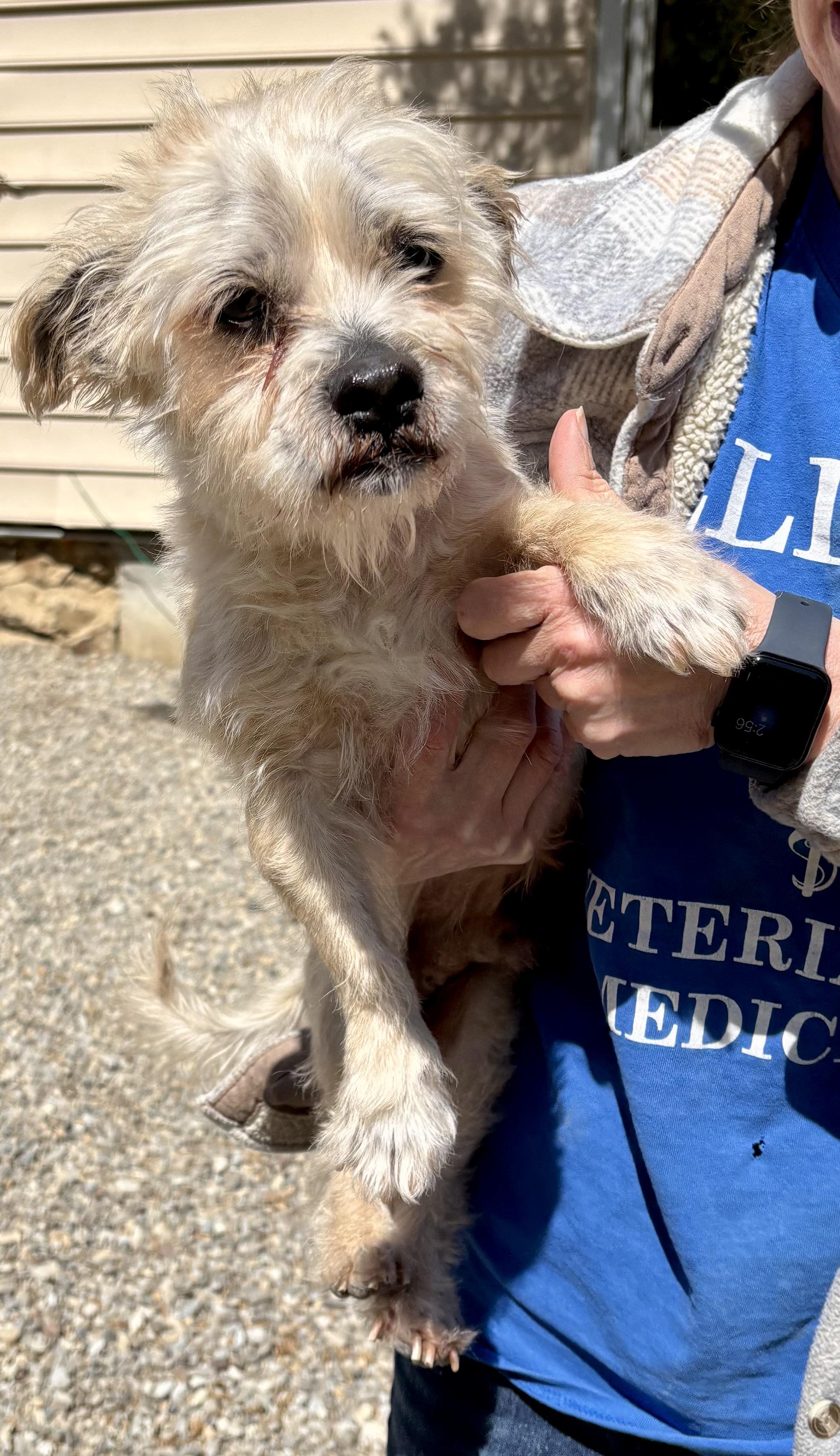 Enlarge Crouton, a ADOPTABLE mixed breed in Warren, NJ image 4/5