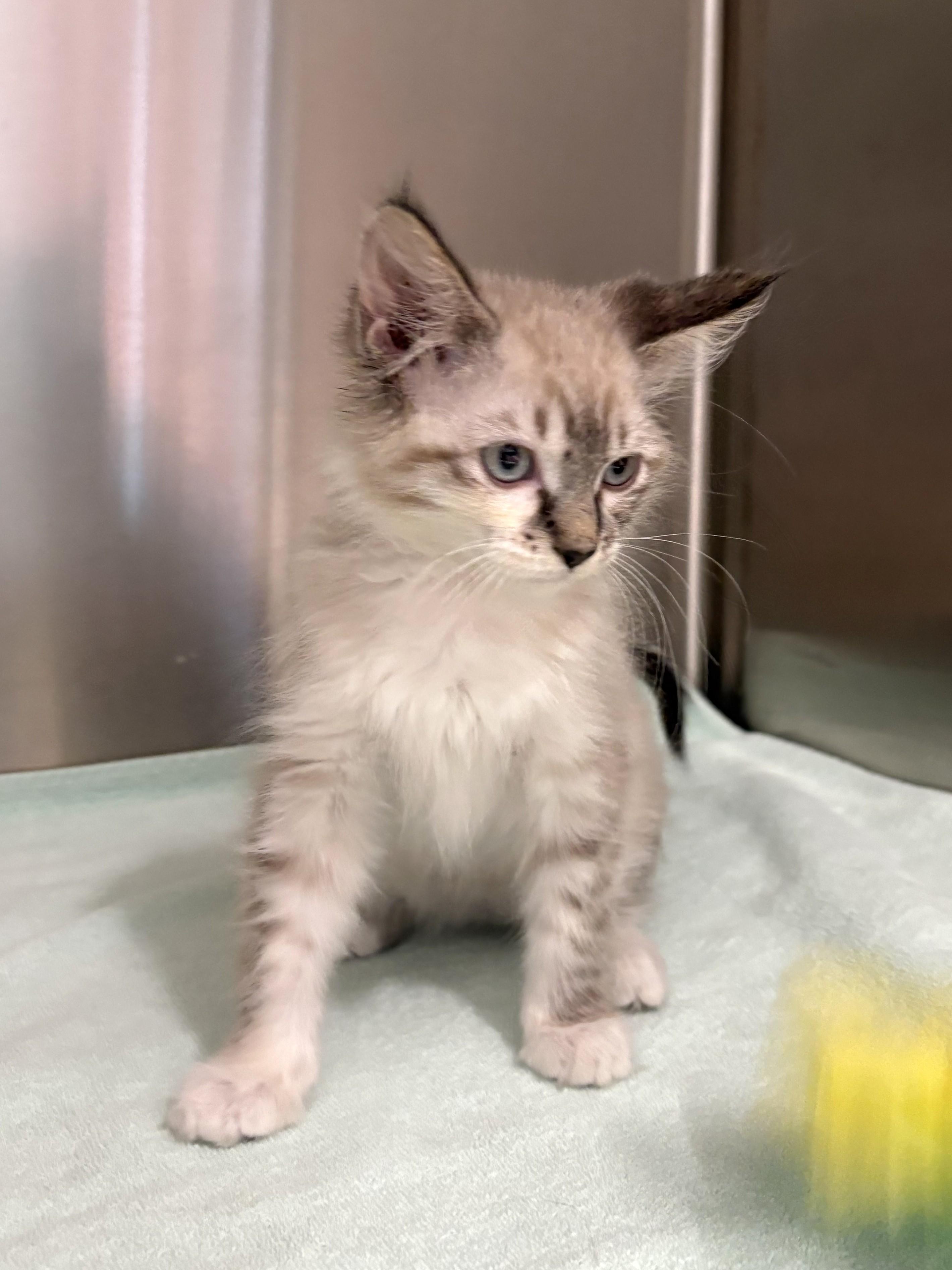 Amelia, an adopted Domestic Medium Hair in Mesquite, NV image 2/3