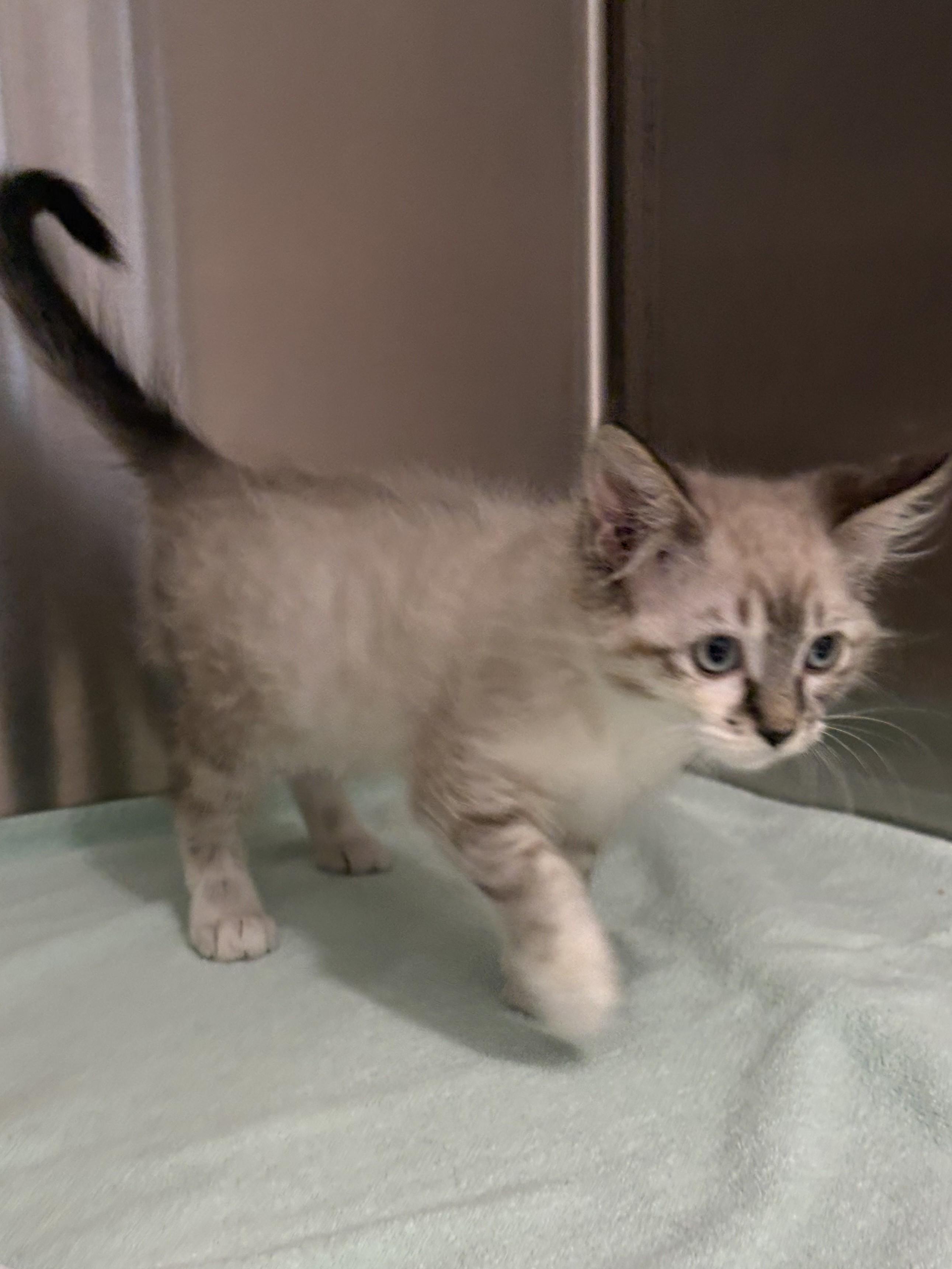Amelia, an adopted Domestic Medium Hair in Mesquite, NV image 3/3