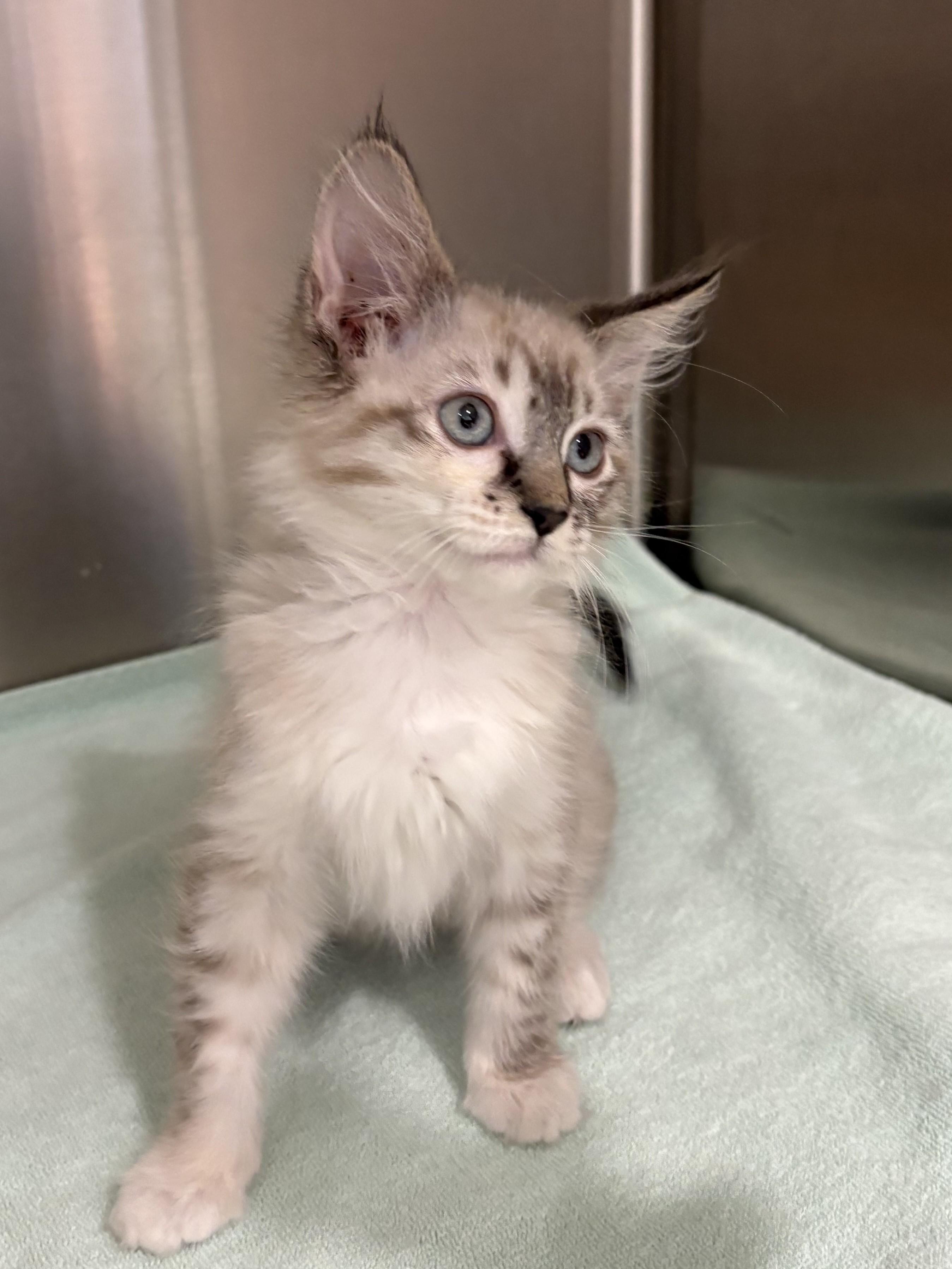 Amelia, adopted, Kitten Female Domestic Medium Hair.