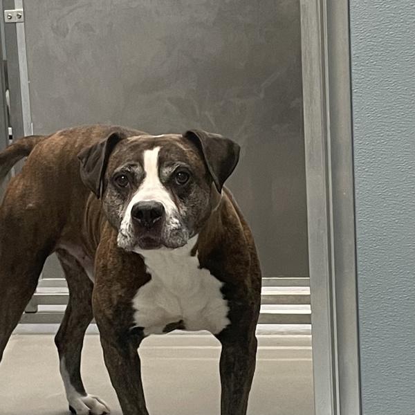 Dodger, Adoptable, Adult Male Boxer.