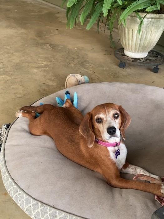 Blanche, a Adoptable Beagle in Glastonbury, CT image 3/4