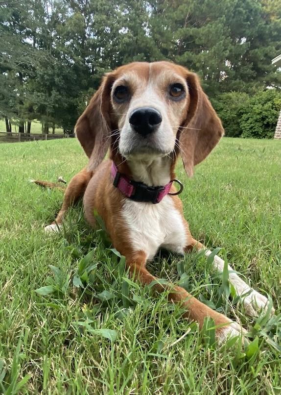 Blanche, a Adoptable Beagle in Glastonbury, CT image 4/4