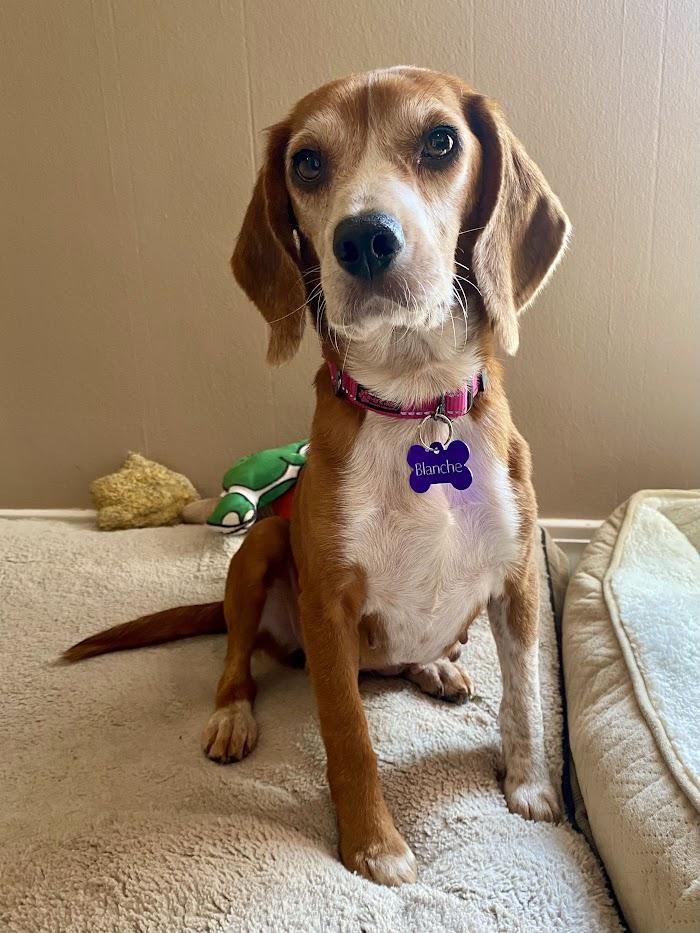 Blanche, Adoptable, Adult Female Beagle.