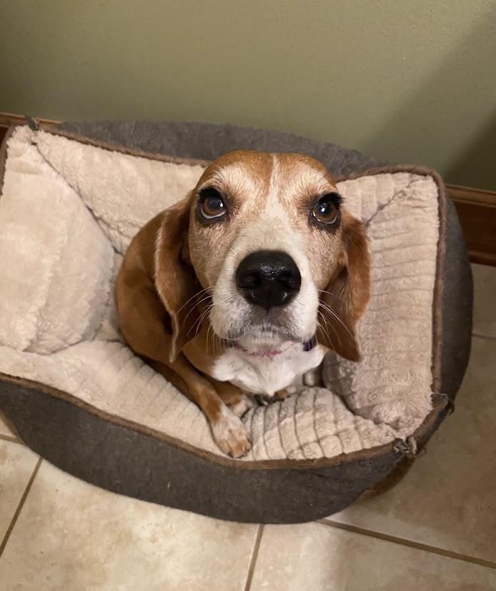 Blanche, a Adoptable Beagle in Glastonbury, CT image 2/4