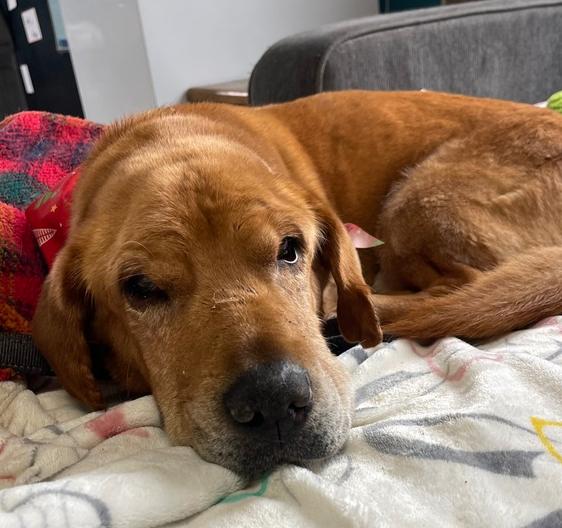 Enlarge Cooper, a Adoptable mixed breed in Xenia, OH image 1/6