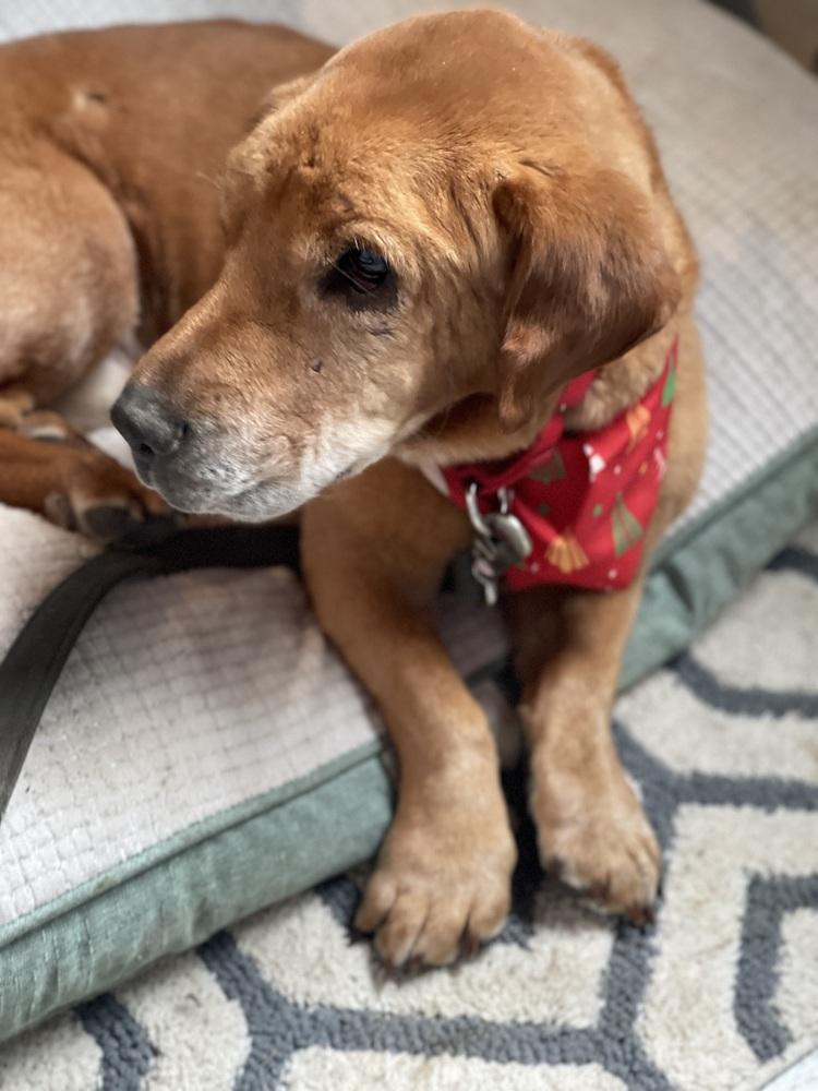 Enlarge Cooper, a Adoptable mixed breed in Xenia, OH image 2/6