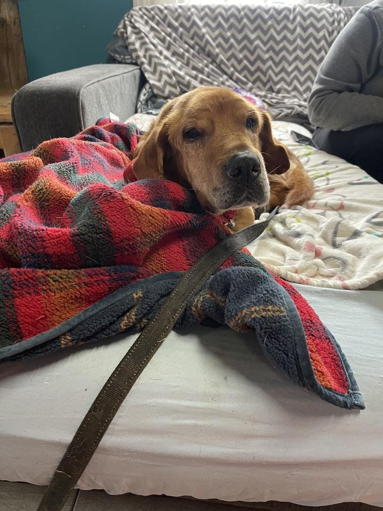 Enlarge Cooper, a Adoptable mixed breed in Xenia, OH image 3/6