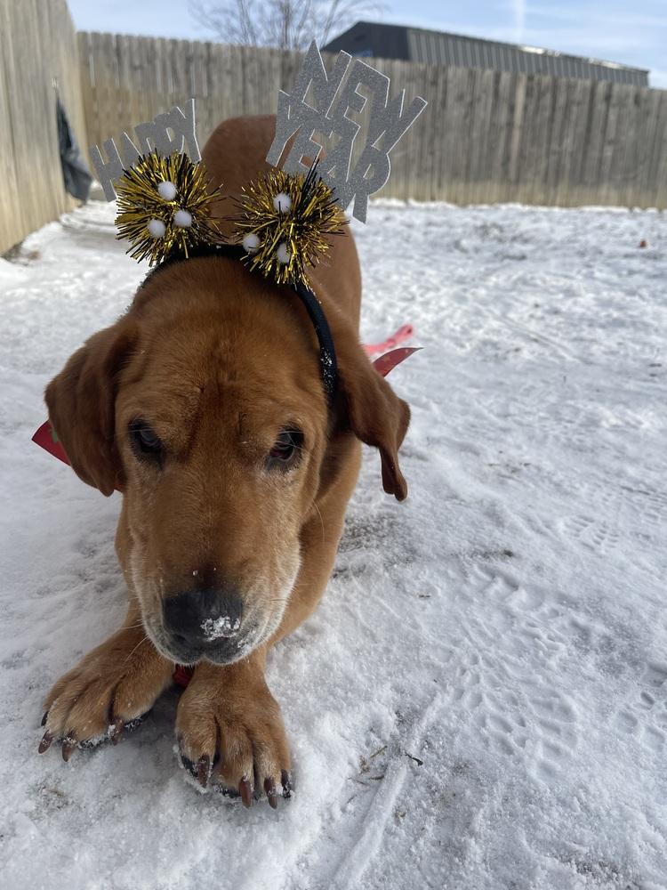 Enlarge Cooper, a Adoptable mixed breed in Xenia, OH image 4/6