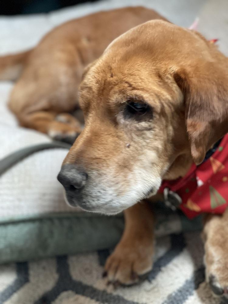 Enlarge Cooper, a Adoptable mixed breed in Xenia, OH image 5/6