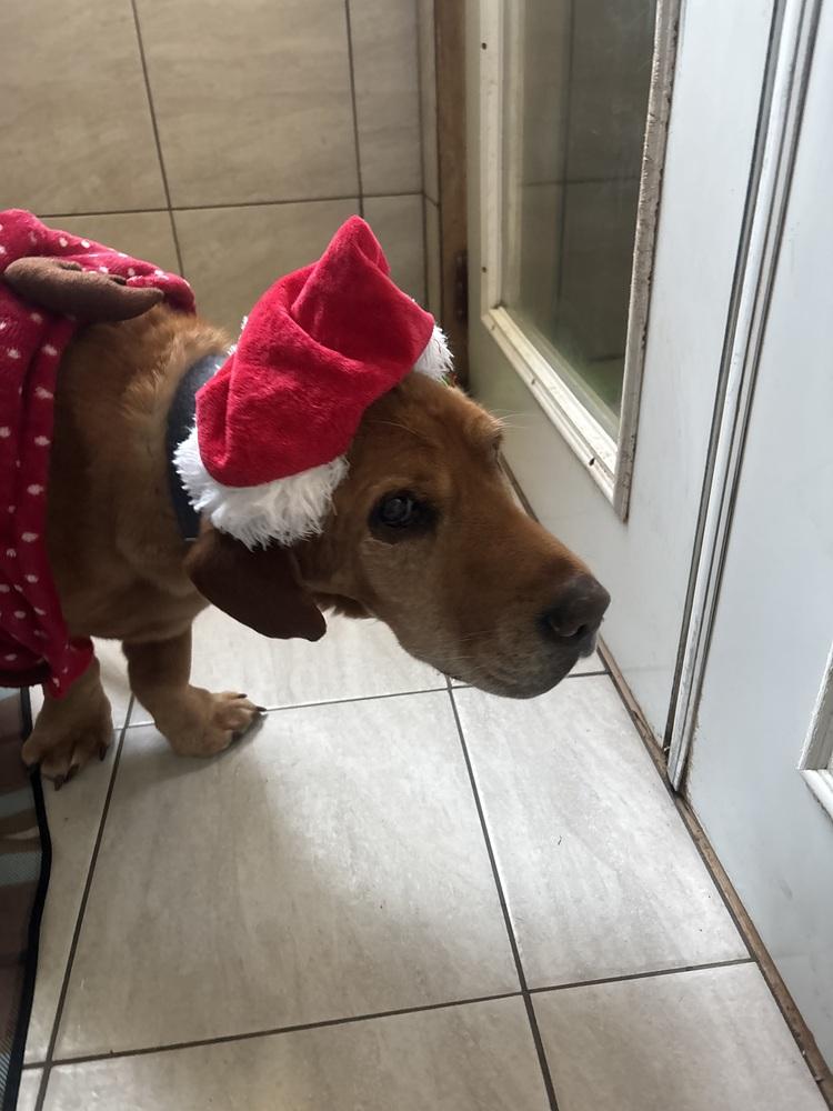 Enlarge Cooper, a Adoptable mixed breed in Xenia, OH image 6/6