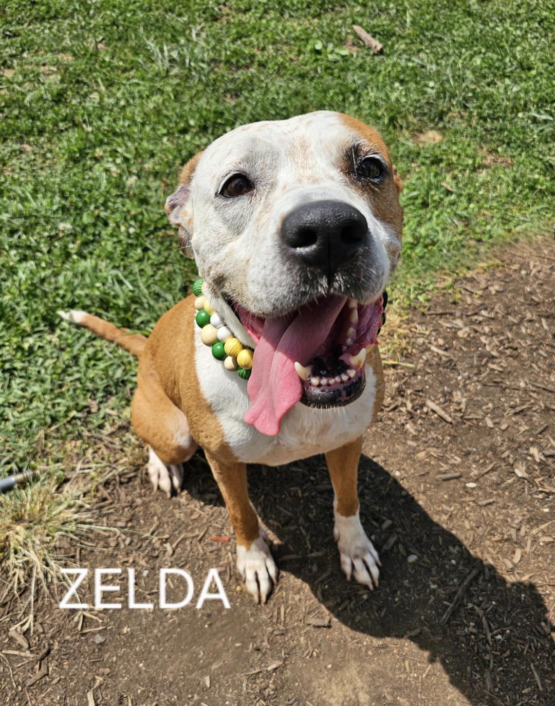 Zelda - BEGGING FOR A HOME!