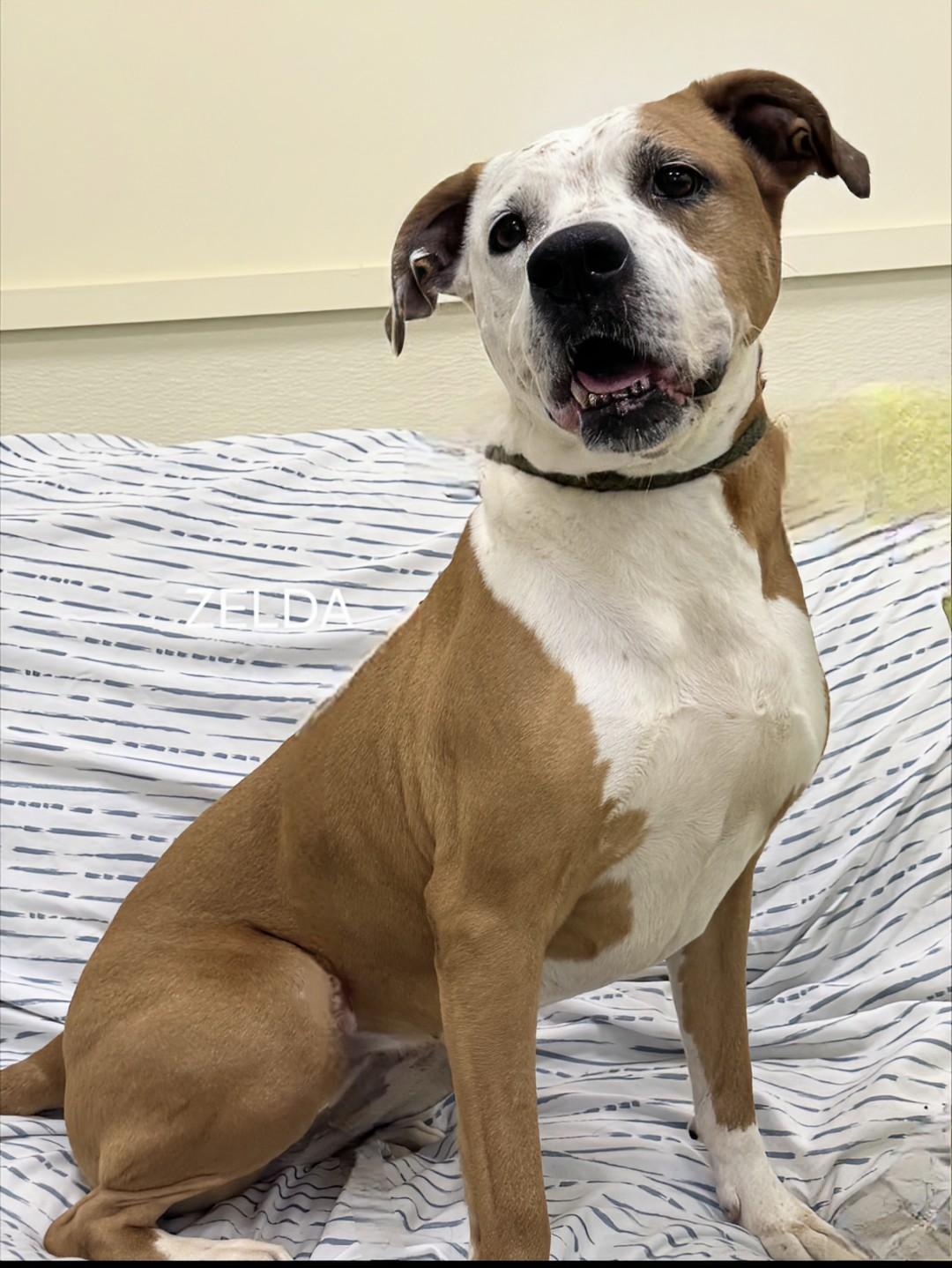 Zelda - BEGGING FOR A HOME!