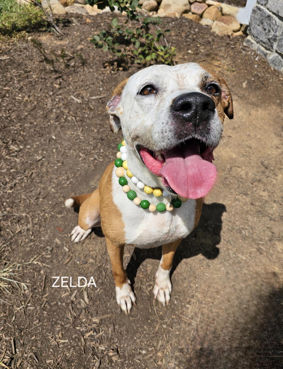 Zelda - BEGGING FOR A HOME!
