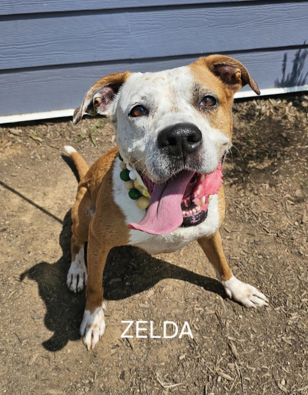 Zelda - OUT OF TIME!!! FIRST ON LIST!! SENIOR ALERT!!!, Adult Female unknown