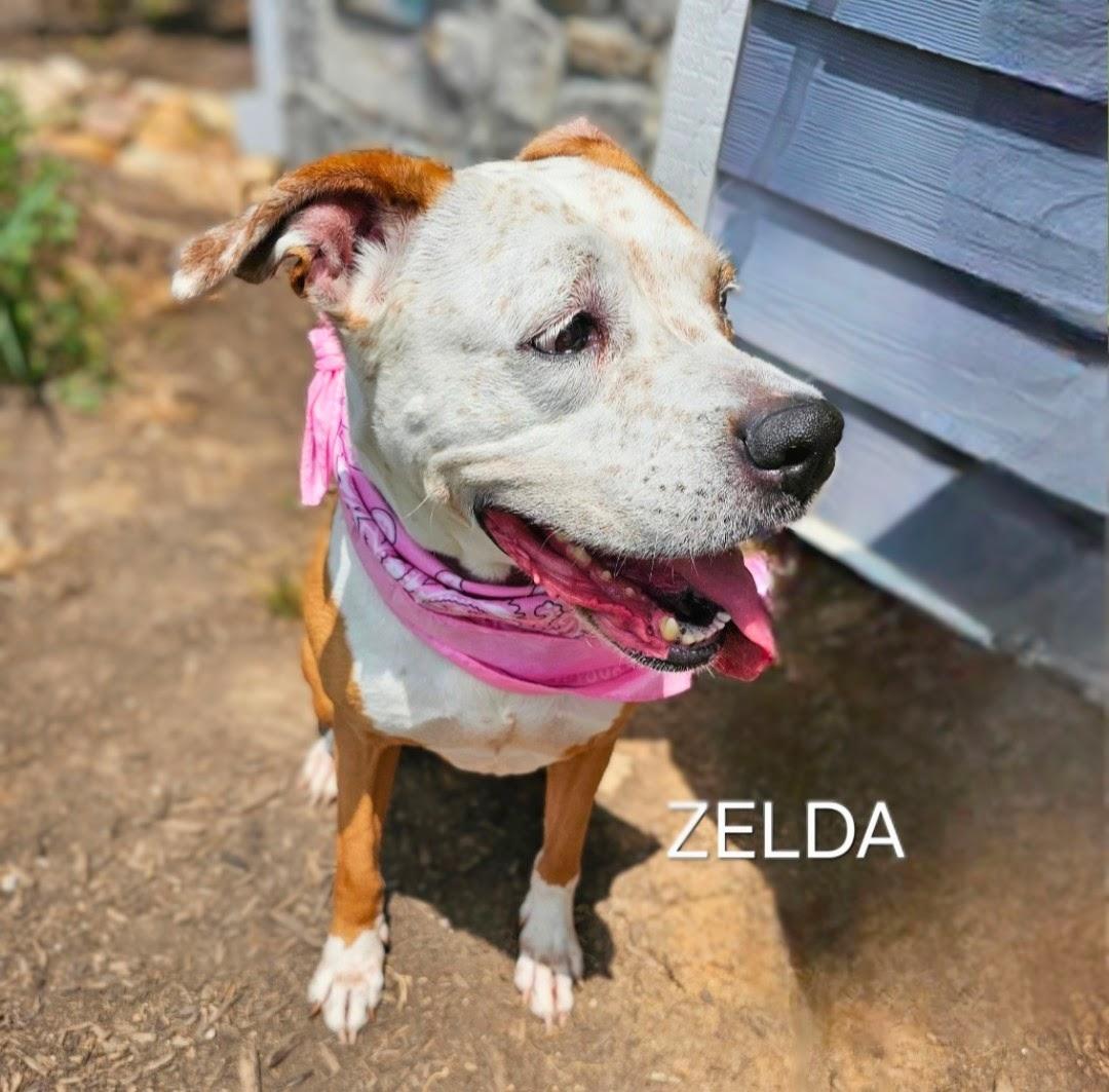 Zelda - BEGGING FOR A HOME!