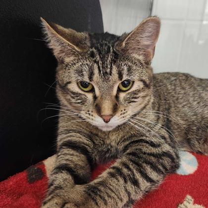 Lillie — thumbnail 2