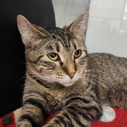 Lillie — thumbnail 3