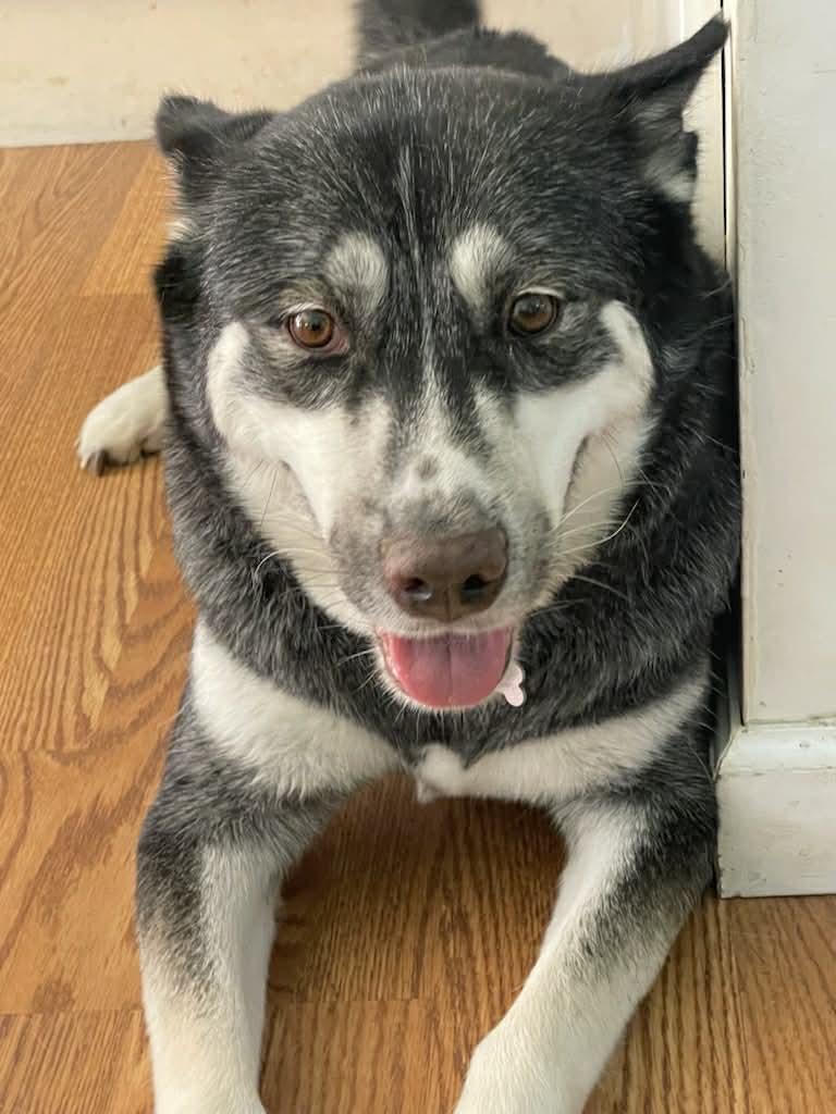 Nova, a ADOPTABLE mixed breed in New Milford, CT image 1/5