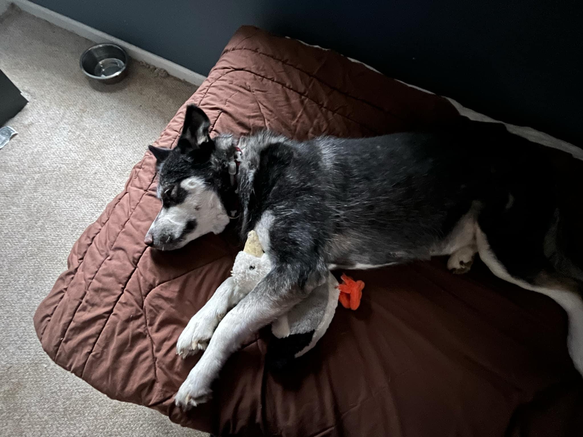 Nova, a ADOPTABLE mixed breed in New Milford, CT image 5/5