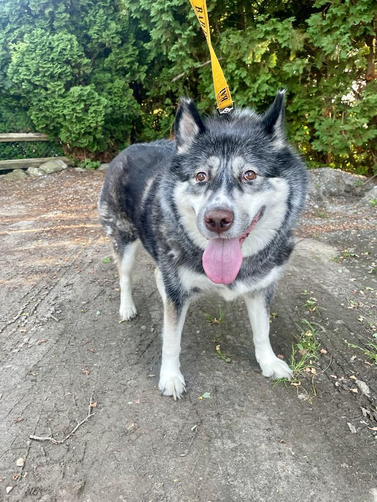 Nova, a ADOPTABLE mixed breed in New Milford, CT image 4/5