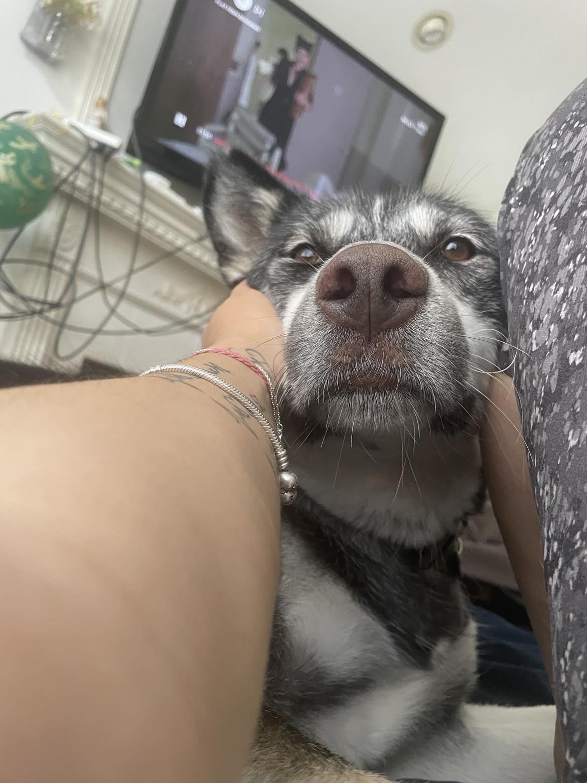 Nova, a ADOPTABLE mixed breed in New Milford, CT image 2/5