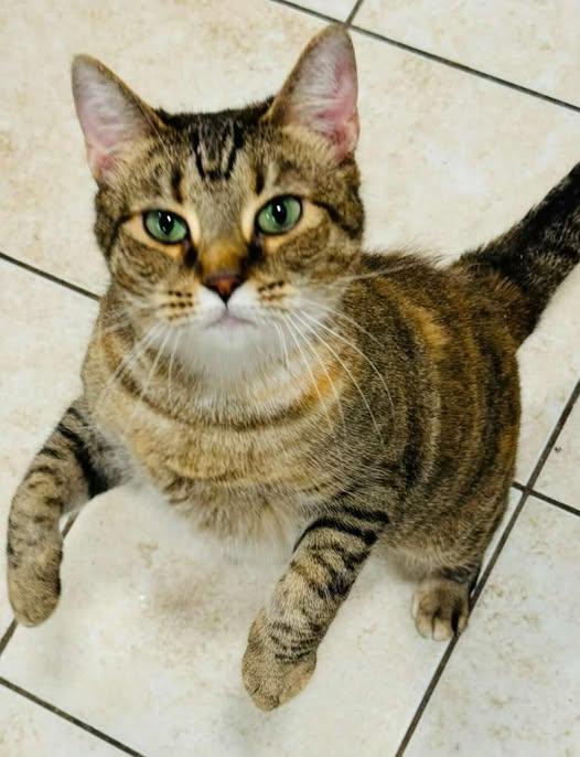 Mae, a Adoptable Domestic Short Hair in Woodmere, NY image 2/4