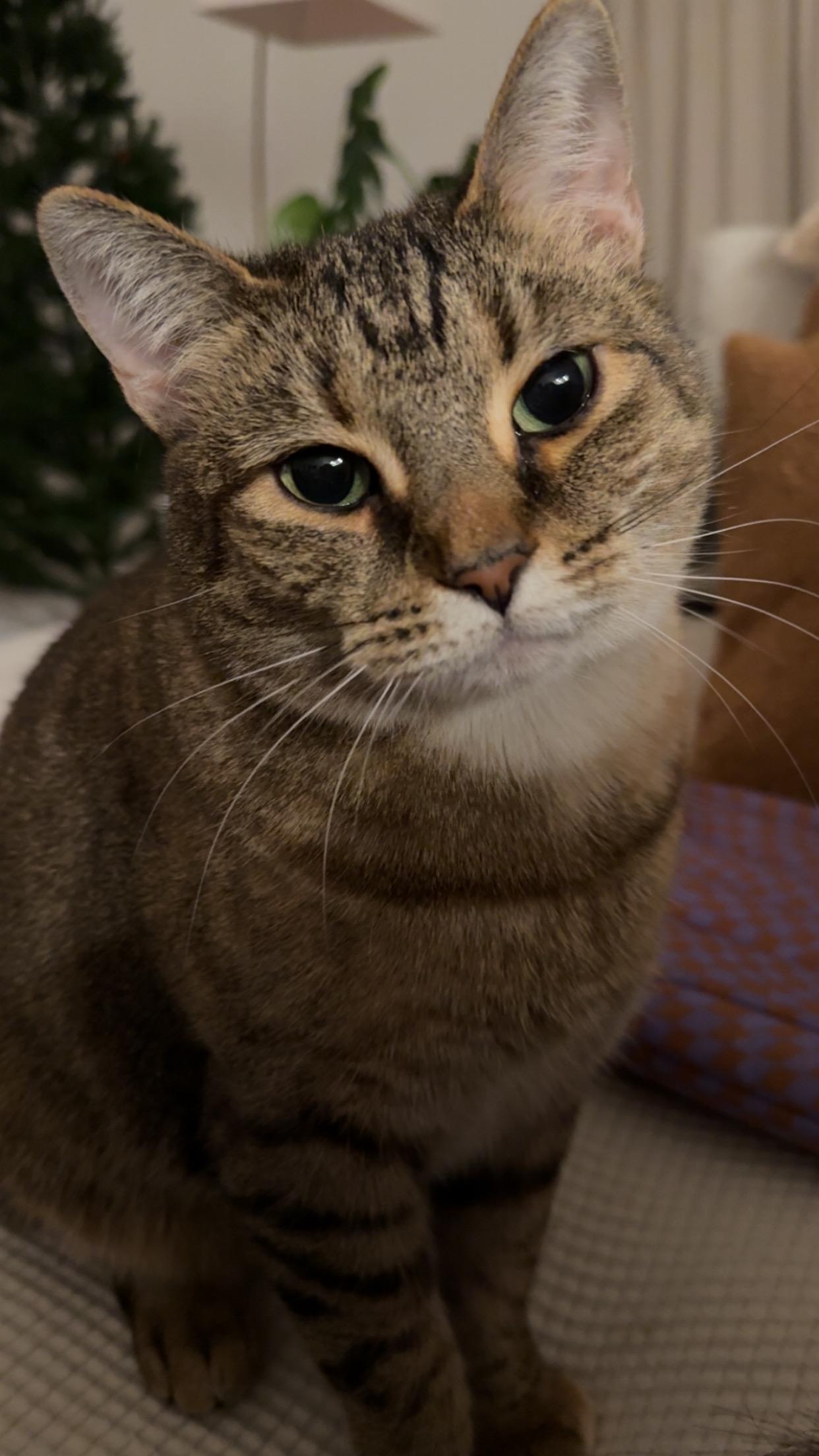 Enlarge Mae, a Adoptable Domestic Short Hair in Woodmere, NY image 5/6