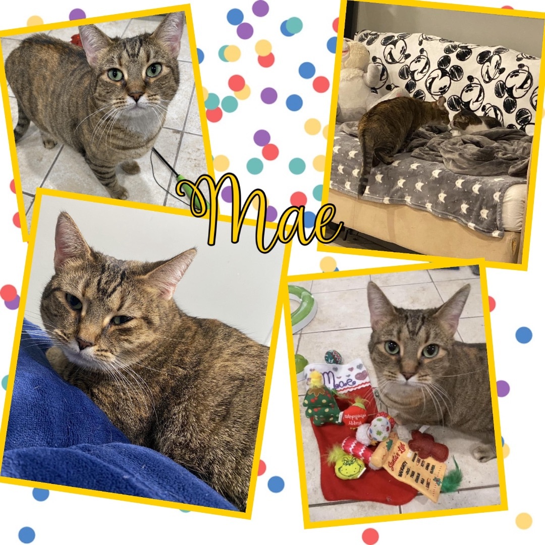 Mae, a Adoptable Domestic Short Hair in Woodmere, NY image 4/4