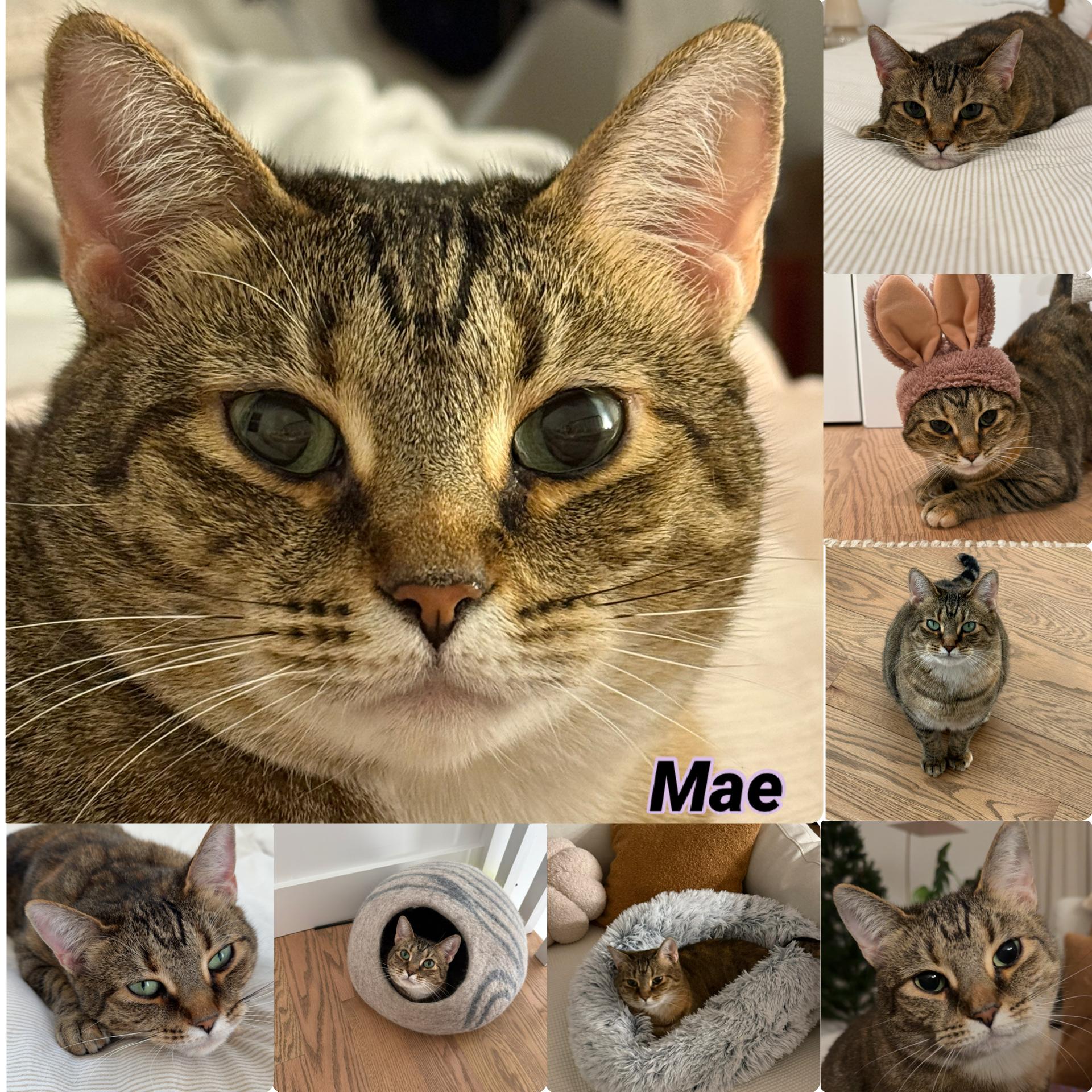 Mae, Adoptable, Adult Female Domestic Short Hair.