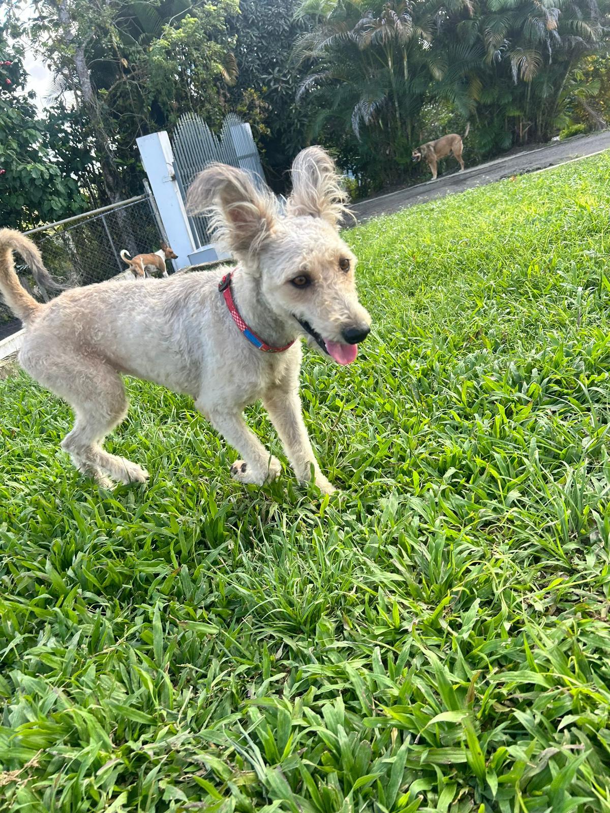 Enlarge Xena, a Adoptable mixed breed in Albion, NY image 3/5