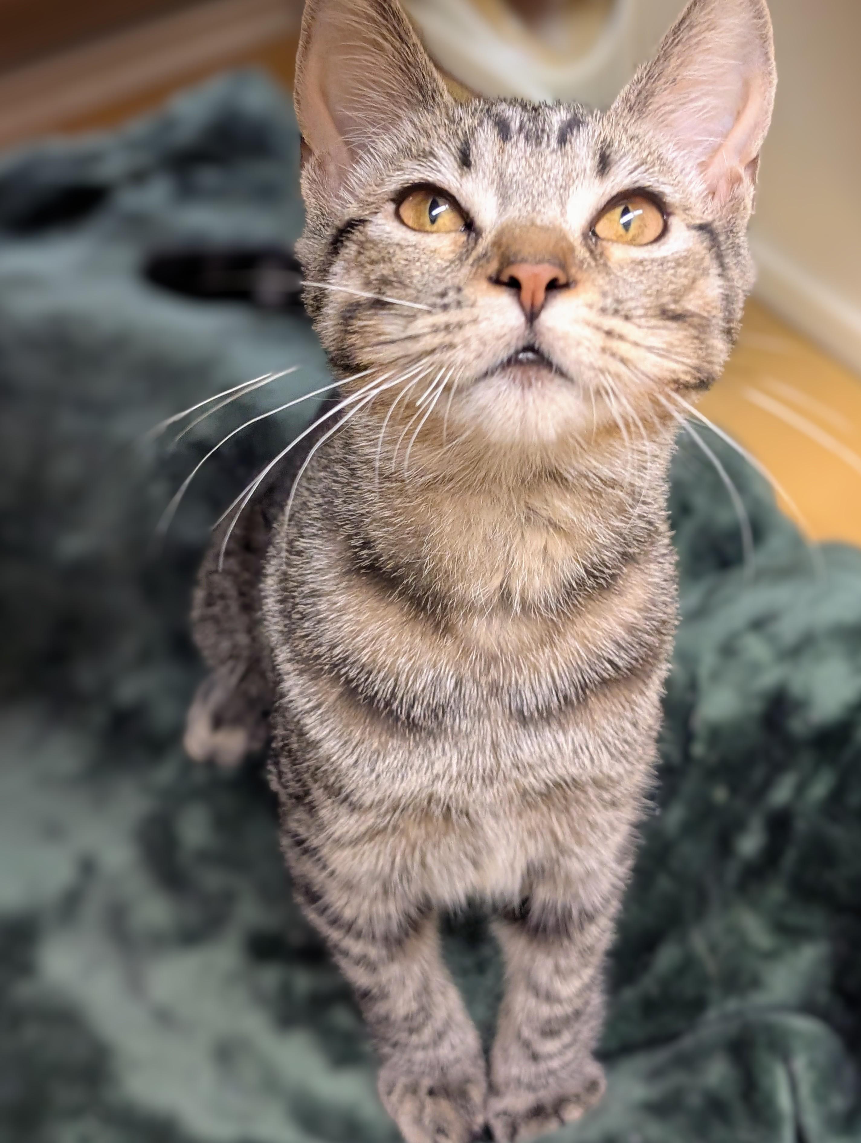 Titania, Adoptable, Kitten Female Tabby & Domestic Short Hair.