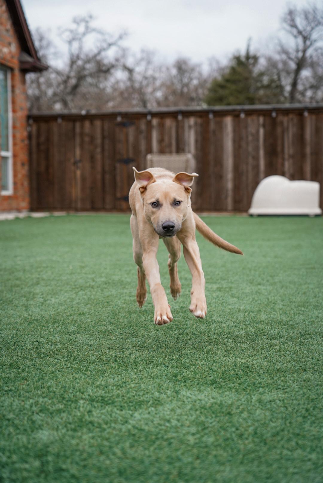 Enlarge Lina, a ADOPTABLE mixed breed in Mckinney, TX image 3/4