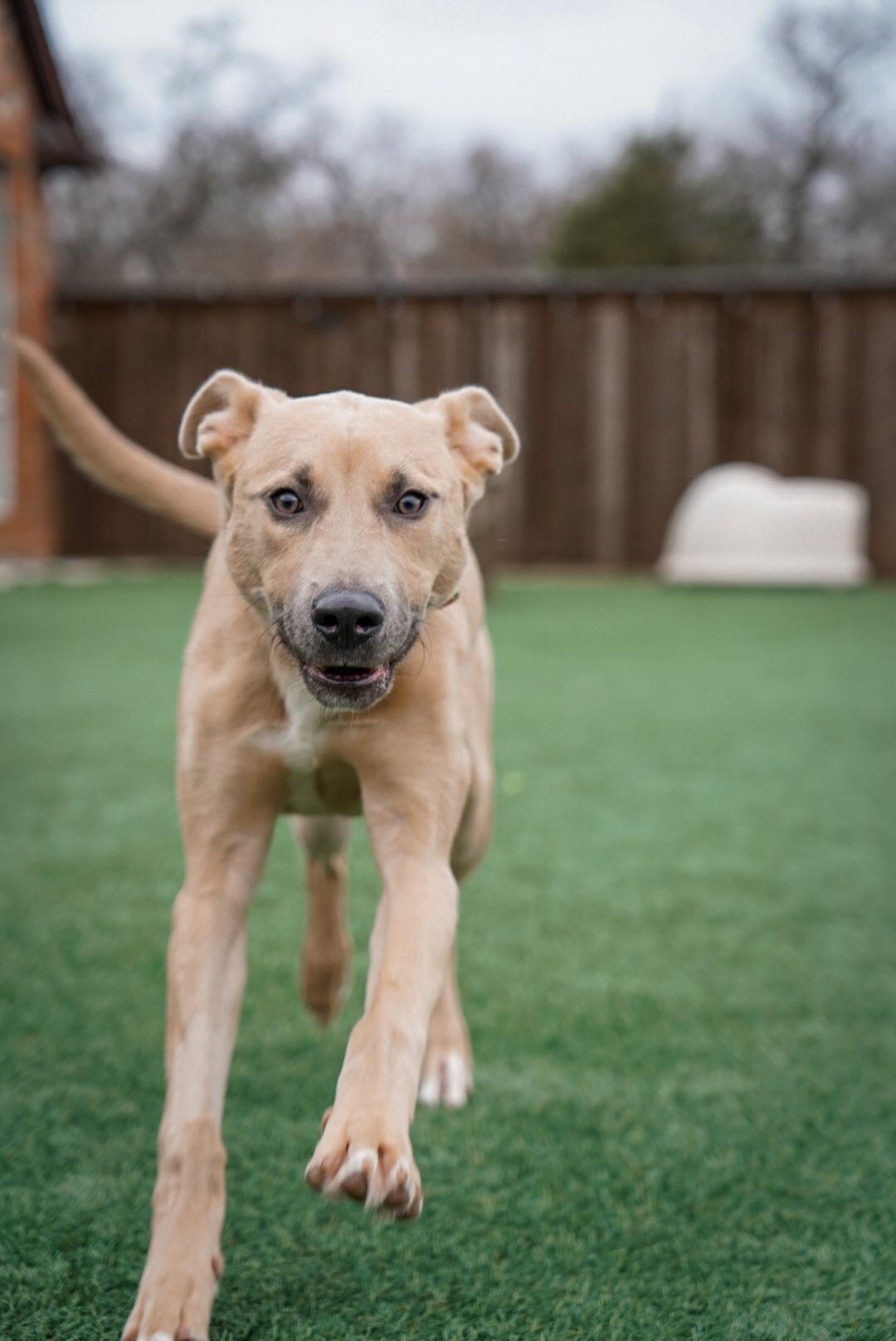 Enlarge Lina, a ADOPTABLE mixed breed in Mckinney, TX image 2/4