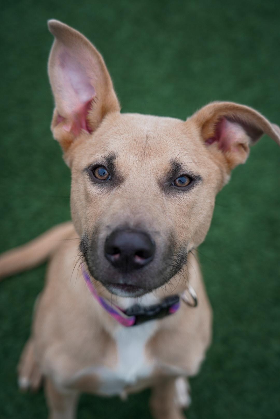 Enlarge Lina, a ADOPTABLE mixed breed in Mckinney, TX image 1/4