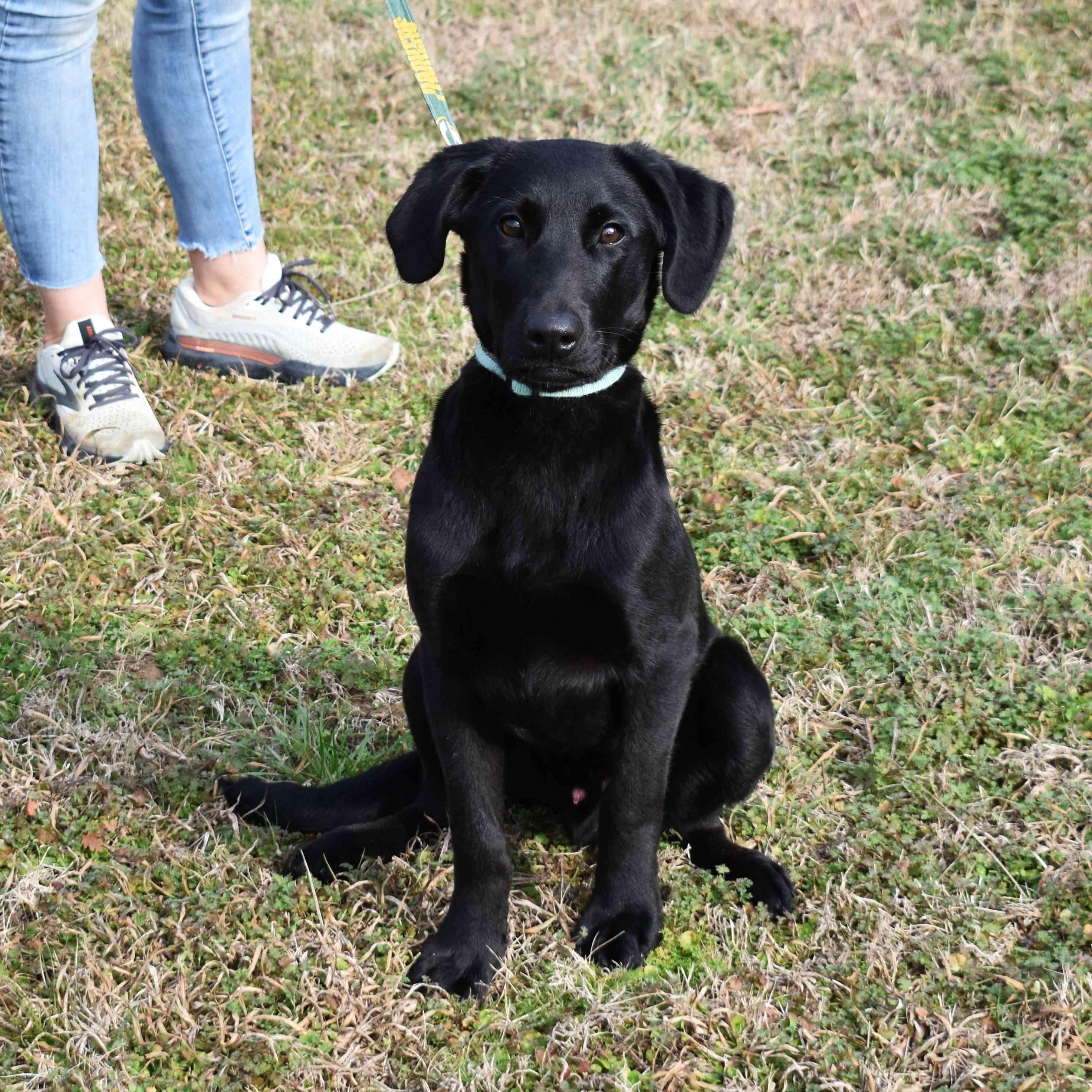 Remington, a ADOPTABLE Labrador Retriever in Searcy, AR image 2/6