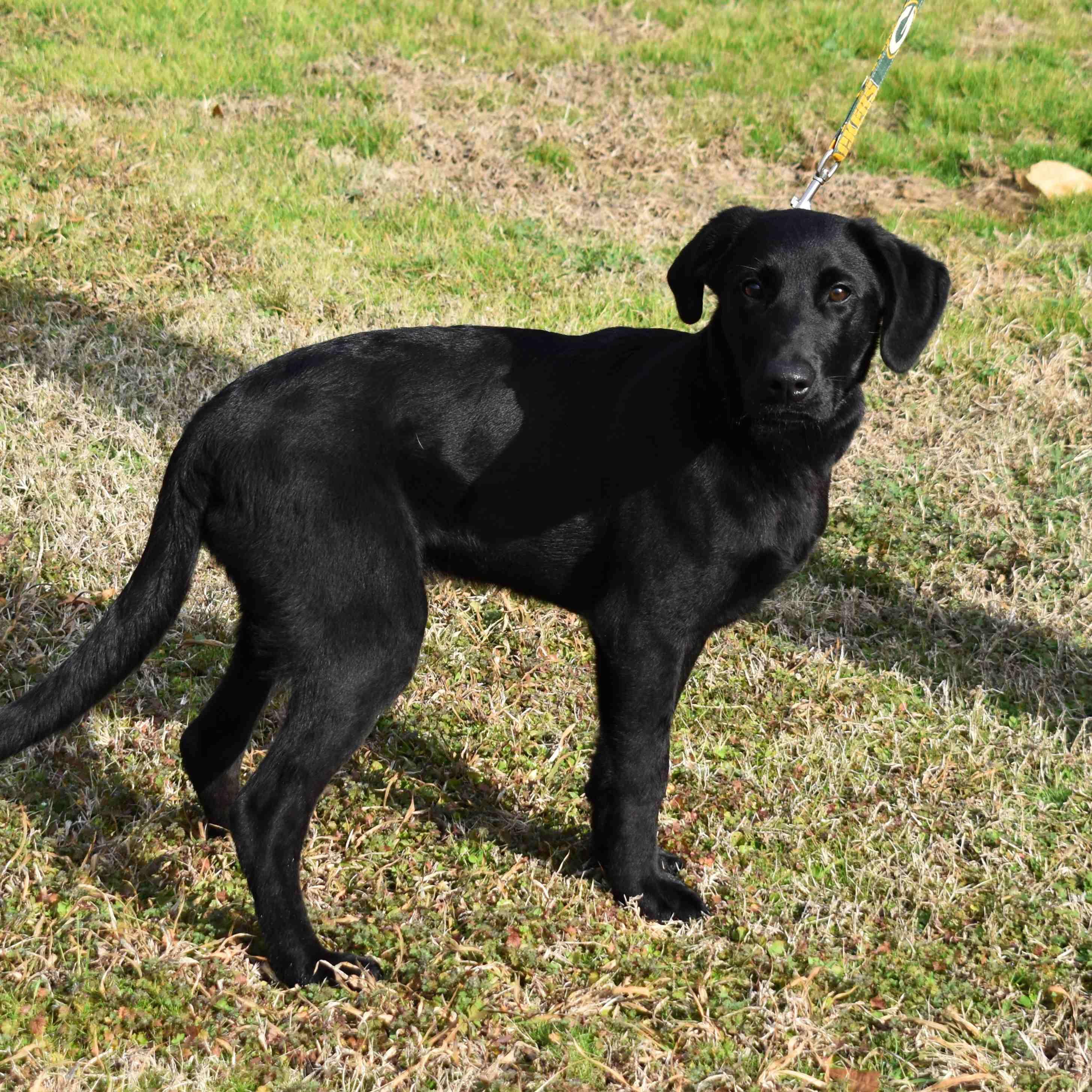 Remington, a ADOPTABLE Labrador Retriever in Searcy, AR image 6/6